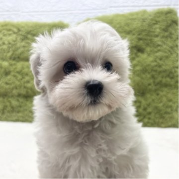 マルプー(トイプードル×マルチーズ)【愛知県・男の子・2025年8月11日・クリーム】の写真「愛くるしいお目め🐶✨」