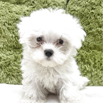 マルチーズ【愛知県・男の子・2025年4月2日・ホワイト】の写真「毛量抜群🐶
将来さらにかわいくなること間違いなし」