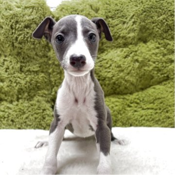 アフガンハウンドの子犬を探す|ブリーダー直販の子犬販売 アフガンハウンドの子犬を探す|ブリーダー直販の子犬販売