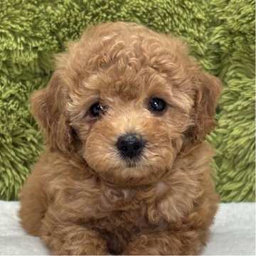 トイプードル(トイ)【愛知県・女の子・2025年7月28日・レッド】の写真「毛量抜群🐶✨」