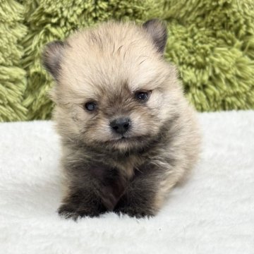 ポメラニアン【愛知県・男の子・2025年7月2日・ウルフセーブル】の写真「ポメちゃん四兄弟🐶」