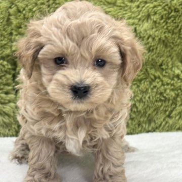 マルプー(マルチーズ×トイプードル)【愛知県・男の子・2025年7月26日・アプリコット】の写真「人気犬種の組み合わせ🐶」