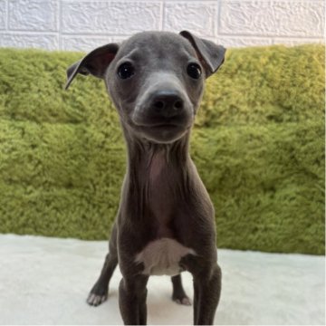 イタリアングレーハウンド【愛知県・男の子・2025年10月1日・ブルー&ホワイト】の写真「掲載遅くなりした🥹」