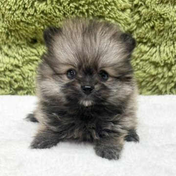 ポメラニアン【愛知県・女の子・2025年7月2日・ウルフセーブル】の写真「ポメちゃん四兄弟🐶」