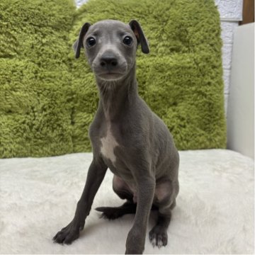 イタリアングレーハウンド【愛知県・男の子・2025年10月11日・ブルー&ホワイト】の写真「一度お迎え決まるもキャンセルに…（価格抑えてます）」