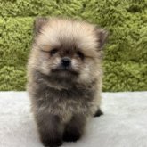 ポメラニアン