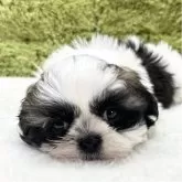 シーズー