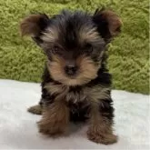 ヨークシャーテリア【愛知県・女の子・2025年10月18日・スチールブルー&タン】の写真1