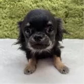 チワワ(ロング)