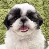 シーズー