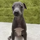 イタリアングレーハウンド