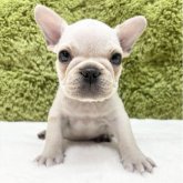 フレンチブルドッグ