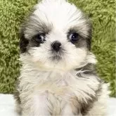 シーズー【愛知県・女の子・2025年10月6日・ゴールド&ホワイト】の写真2