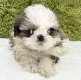 シーズー【愛知県・女の子・2025年10月6日・ゴールド&ホワイト】の写真3