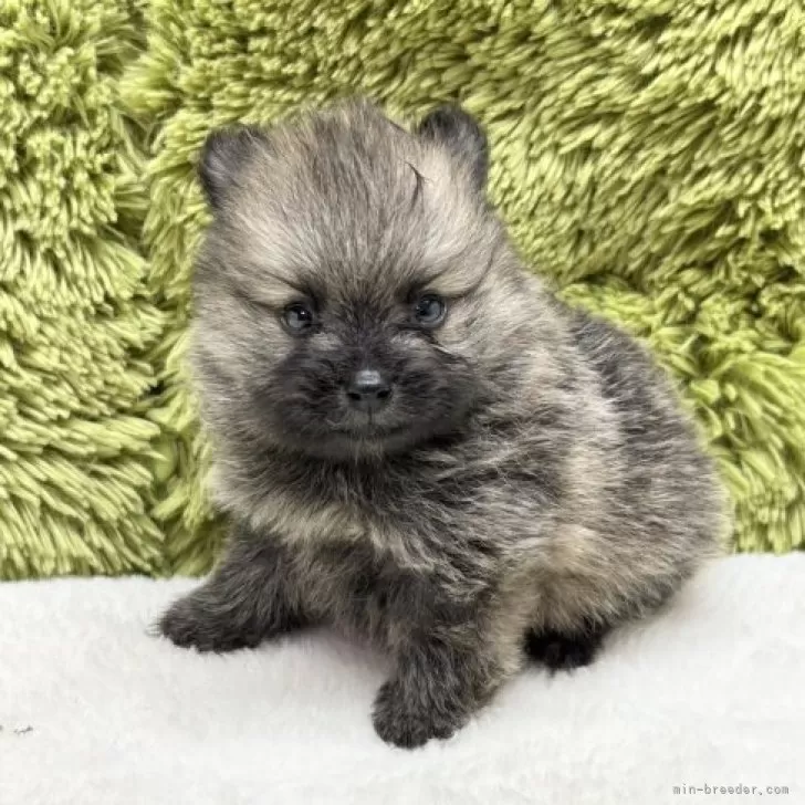 ポメラニアン 🐶羊毛ポメラニアン🐶 実寸大サイズ📌 制作中…🌿✨