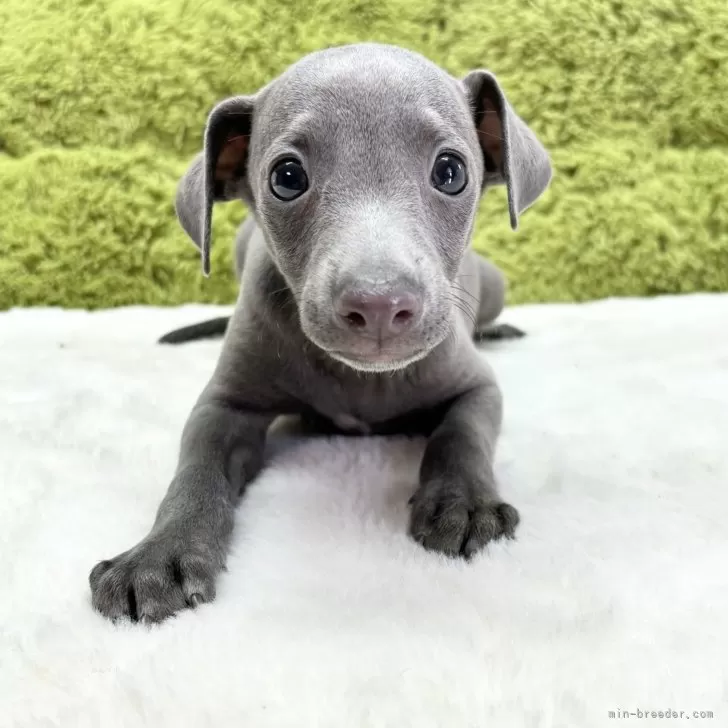 ak 様のお迎えした子犬