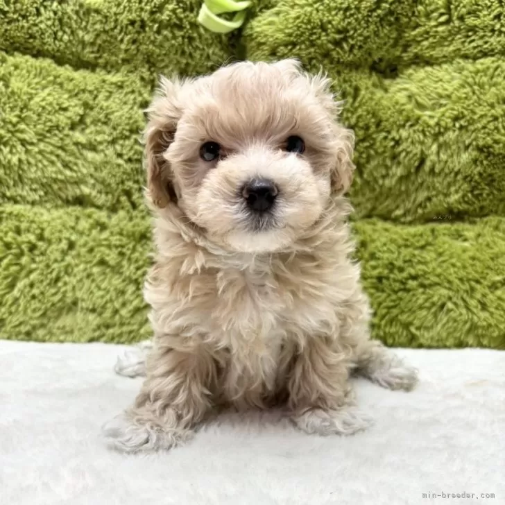 ID：2408-06898の子犬