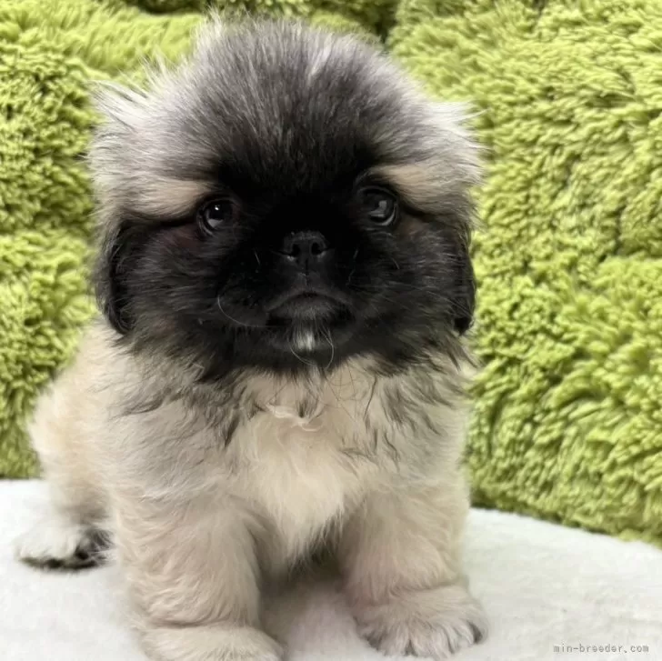 mnm 様のお迎えした子犬