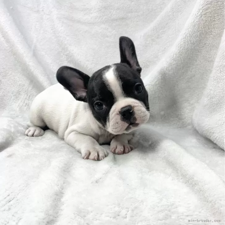 ID：2401-04594の子犬