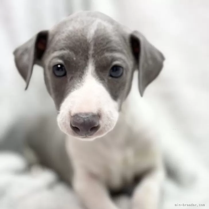 ID:2404-03368の子犬