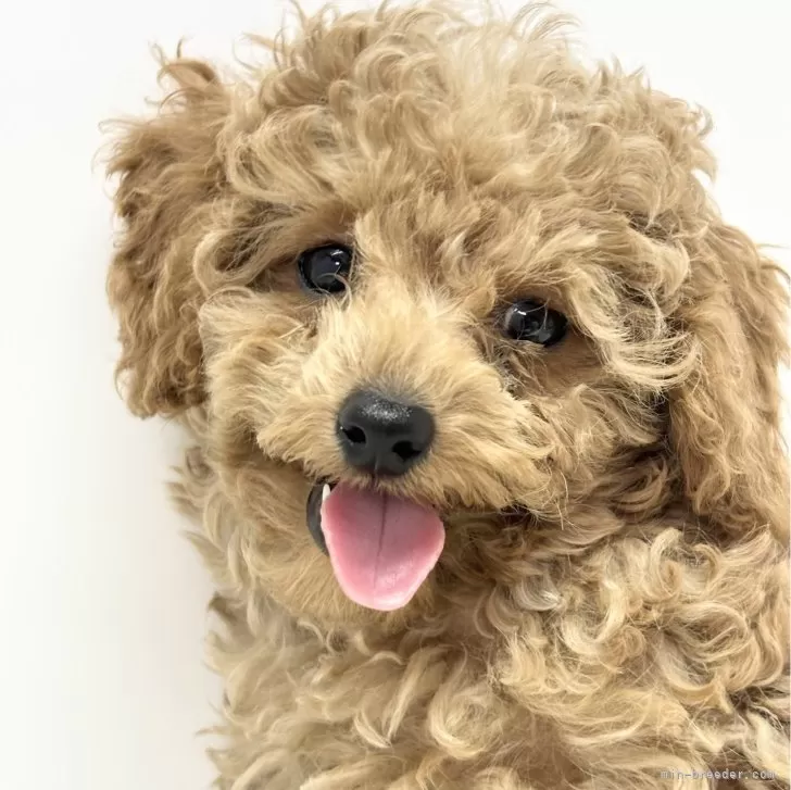 ID:2404-03069の子犬