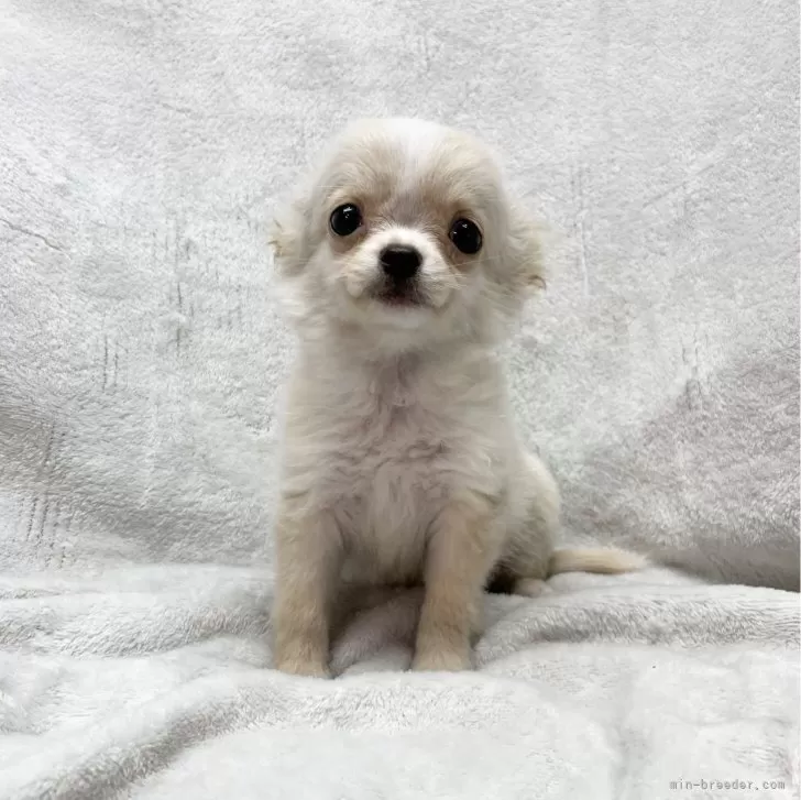ID:2311-05776の子犬