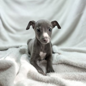 イタリアングレーハウンド【愛知県・男の子・2023年12月19日・ブルー&ホワイト】の写真「元気な男の子🐶✨」