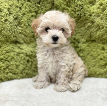 マルプー(マルチーズ×トイプードル)【愛知県・女の子・2024年5月2日・アプリコット】の写真「二人兄弟🐶✨」