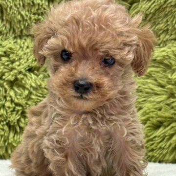 トイプードル(タイニー)【愛知県・女の子・2024年7月1日・アプリコット】の写真「兄弟仲良く過ごしています🐶」