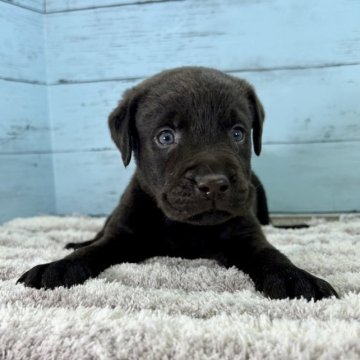 ラブラドールレトリバー【愛知県・女の子・2023年9月24日・チョコレート】の写真「お迎え特典あり🎁」