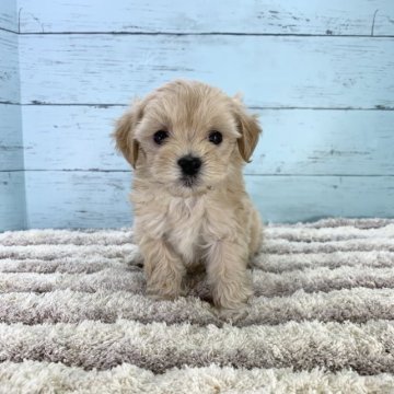 マルプー(マルチーズ×トイプードル)【愛知県・女の子・2023年10月4日・クリーム】の写真「お目目がチャームポイント🐶」