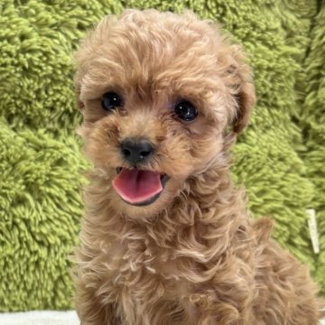 トイプードル(タイニー)【愛知県・女の子・2024年7月1日・アプリコット】の写真「とても元気がいい女の子🐶」