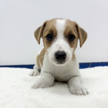 ジャックラッセルテリア【愛知県・女の子・2024年3月6日・タンアンドホワイト】の写真「かわいい女の子🐶✨」