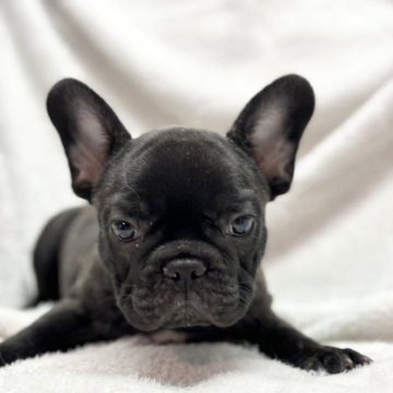 フレンチブルドッグ【愛知県・男の子・2024年1月23日・ブリンドル】の写真「元気な男の子🐶」