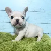 フレンチブルドッグ【愛知県・男の子・2023年6月26日・クリーム】の写真3