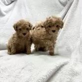 トイプードル(トイ)【愛知県・女の子・2023年12月26日・アプリコット】の写真5