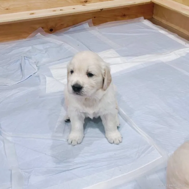 ponthirot 様のお迎えした子犬