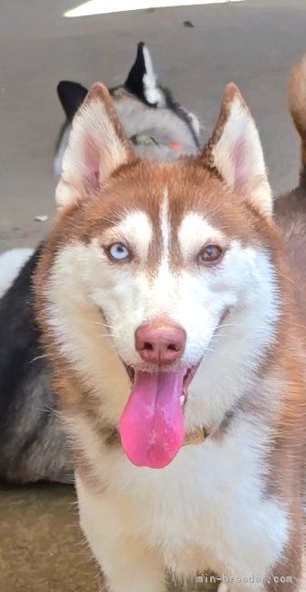 宝石のような美しいアイカラー👀✨｜小島　里沙(こじま　りさ)ブリーダー(長野県・ウェルシュ・コーギー・ペンブロークなど・JKC登録)の紹介写真4