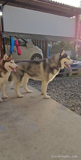 小島里沙ブリーダーのブログ：🌿‬日常🌿‬交配情報🌿‬