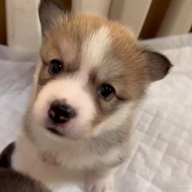 ミックス(シベリアンハスキー×コーギー)【長野県・女の子・2025年9月24日・レッド&amp;ホワイト】の写真1「こんにちは」