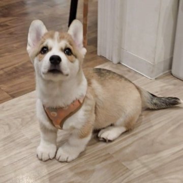 ミックス(シベリアンハスキー×コーギー)【長野県・女の子・2025年9月24日・レッド&ホワイト】の写真「🩷なかなかお目にかかれないホーギー🩷ラスト1」