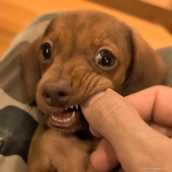 ID:2409-07140の子犬
