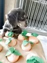 ミニチュアダックスフンド(ロング)【鹿児島県・男の子・2025年7月28日・チョコレートイエロー】の写真4