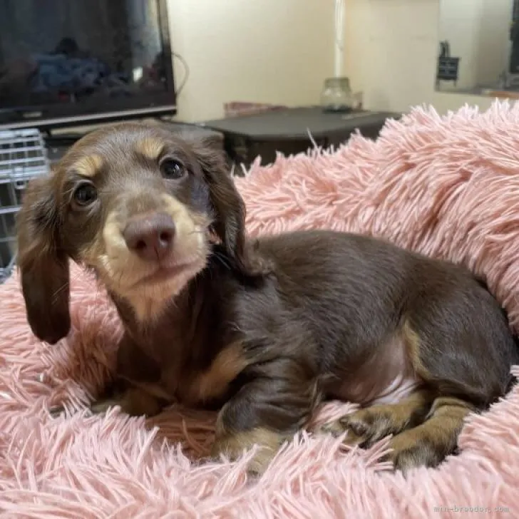 M.F 様のお迎えした子犬