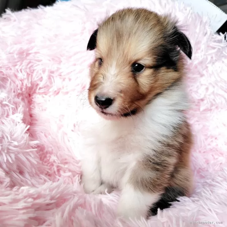 ID：2507-05396の子犬