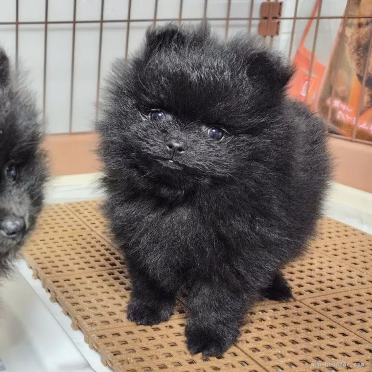 ID：2411-05465の子犬