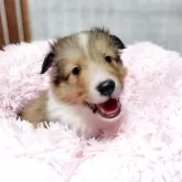 シェットランドシープドッグ