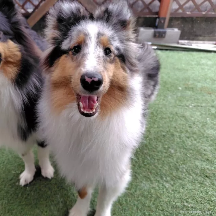 Y.K 様のお迎えした子犬