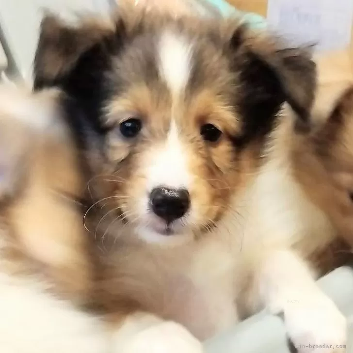 ID：2410-04189の子犬