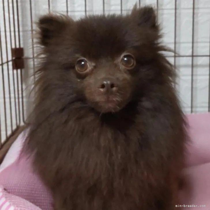 ID：2207-01816の子犬